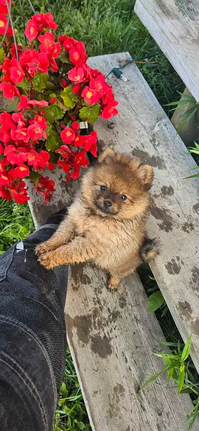 Purebred Pomeranian Puppies for sale, View more