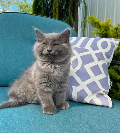 Chaton femelle, View more