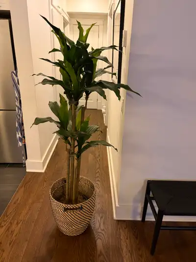 Artificial Plant, View more