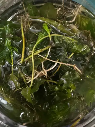 aquarium plant for sale, View more