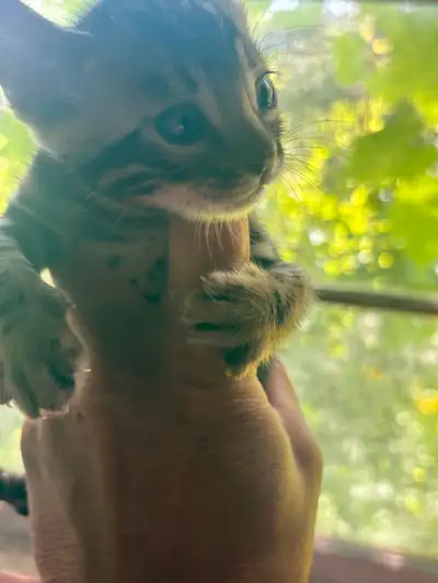 Beautiful Bengal Kittens, View more