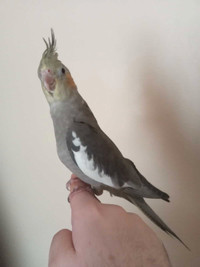 Cockatiel Male 3 mois