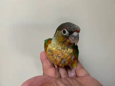 Baby Conures, View more