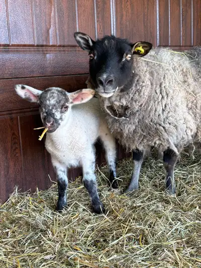 Suffolk x Shetland ram lambs , View more