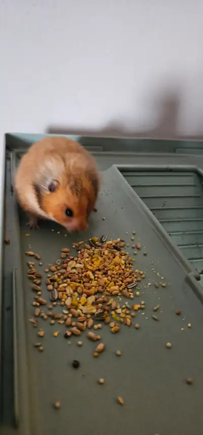 Hamster + cage + ball, View more