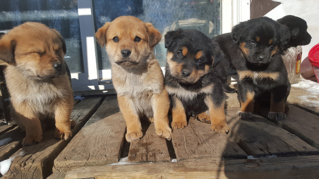 Ready For New Home in Other Pets for Rehoming in Saskatoon
