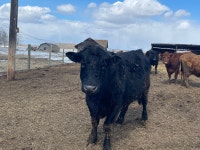 Black Angus Bill For Sale