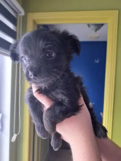 Chiots a adopter, View more