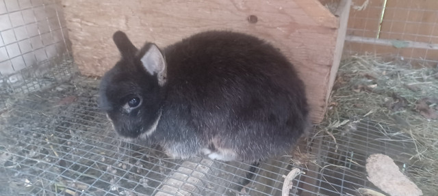 Netherland Dwarf bunnies in Small Animals for Rehoming in Stratford - Image 3
