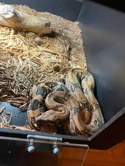 Female boa, View more