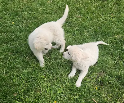  Great Pyrenees Puppies Looking for Their Forever Farms! , View more