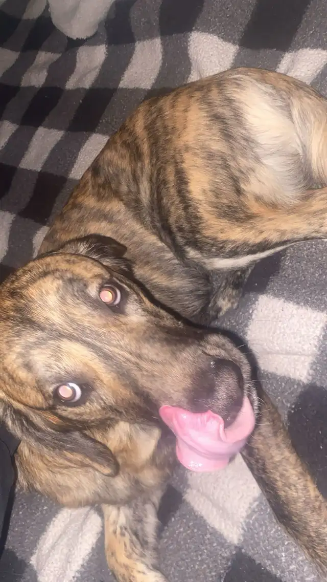 German shepherd  golden retriever for rehoming (URGENT) in Dogs & Puppies for Rehoming in Winnipeg - Image 3