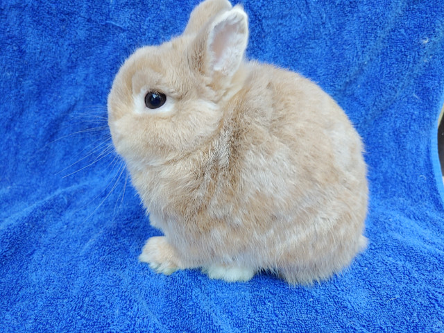 EXTRAORDINARY baby Netherland dwarf, Lionhead, Holland lop bunny in Small Animals for Rehoming in Kingston - Image 3