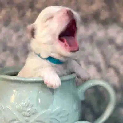 **Toy Maltese Puppies** Sweet Tempered Parents, View more