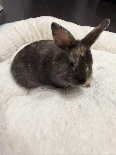 Netherland Dwarf, View more
