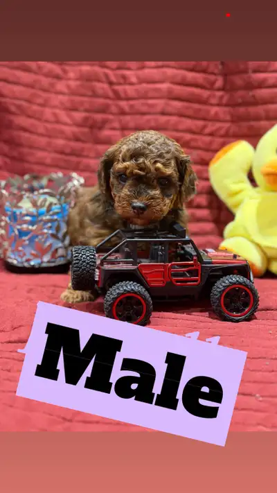 chiots caniche miniature, View more