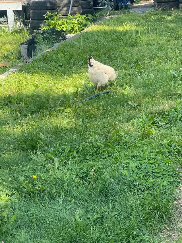  Chicken for sale628632828751381221
