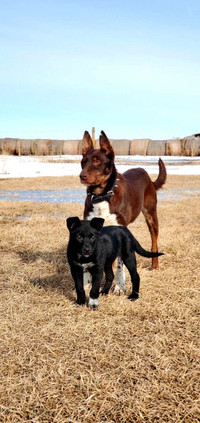 Border collie x kelpie 