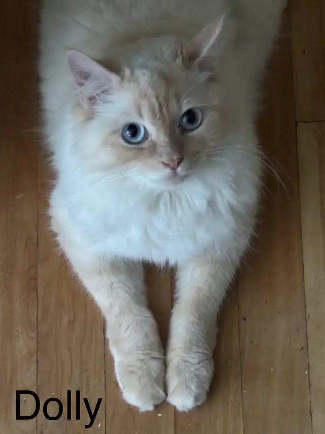 Chatte Ragdoll à adopter