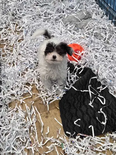 Chiot caniche toy, View more