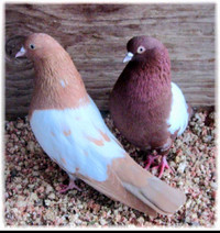 Dutch pigeon breeding pair