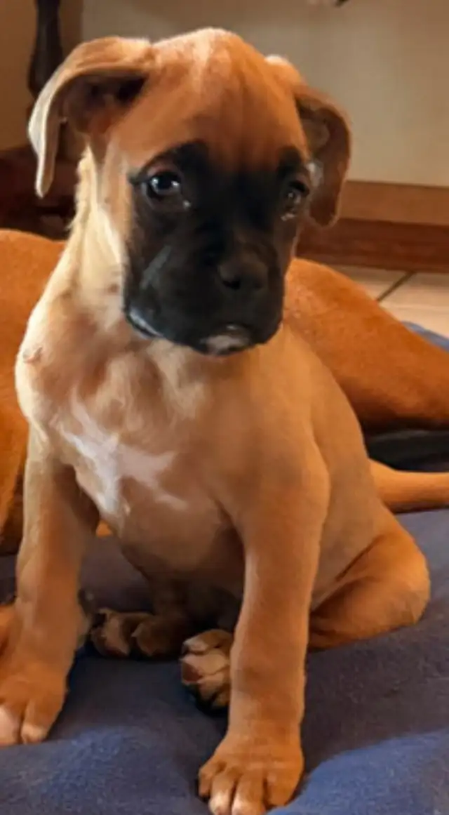 Boxer puppies CKC registered in Dogs & Puppies for Rehoming in Barrie - Image 3
