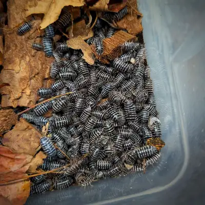 Pricelist updated (March 2025) Porcellio hoffmannseggi Titans 8 count -45$ Porcellionides Pruinosus...