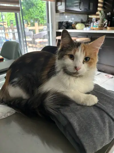Female cat 1 yr old and 7 months Shes very tiny