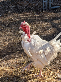 Turken cross roosters for sale