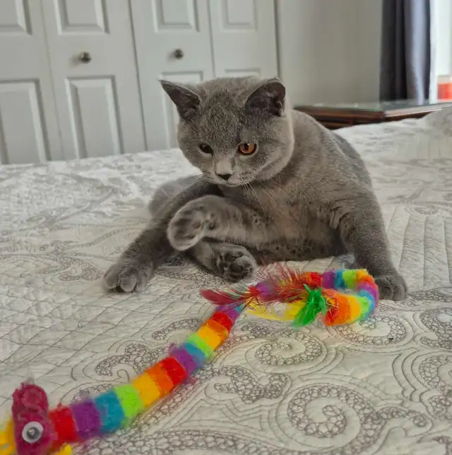 chaton mâle British Shorthair bleu in Cats & Kittens for Rehoming in West Island - Image 5