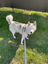 Sweet husky looking for ever home