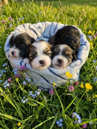 Adorable puppies Shipoo/Yorkie mix, View more