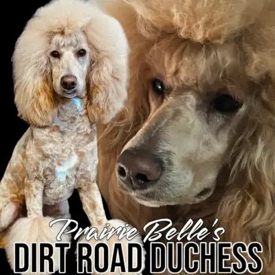 Unique CKC Standard Poodle Pups- Prairie Belle Poodles, View more