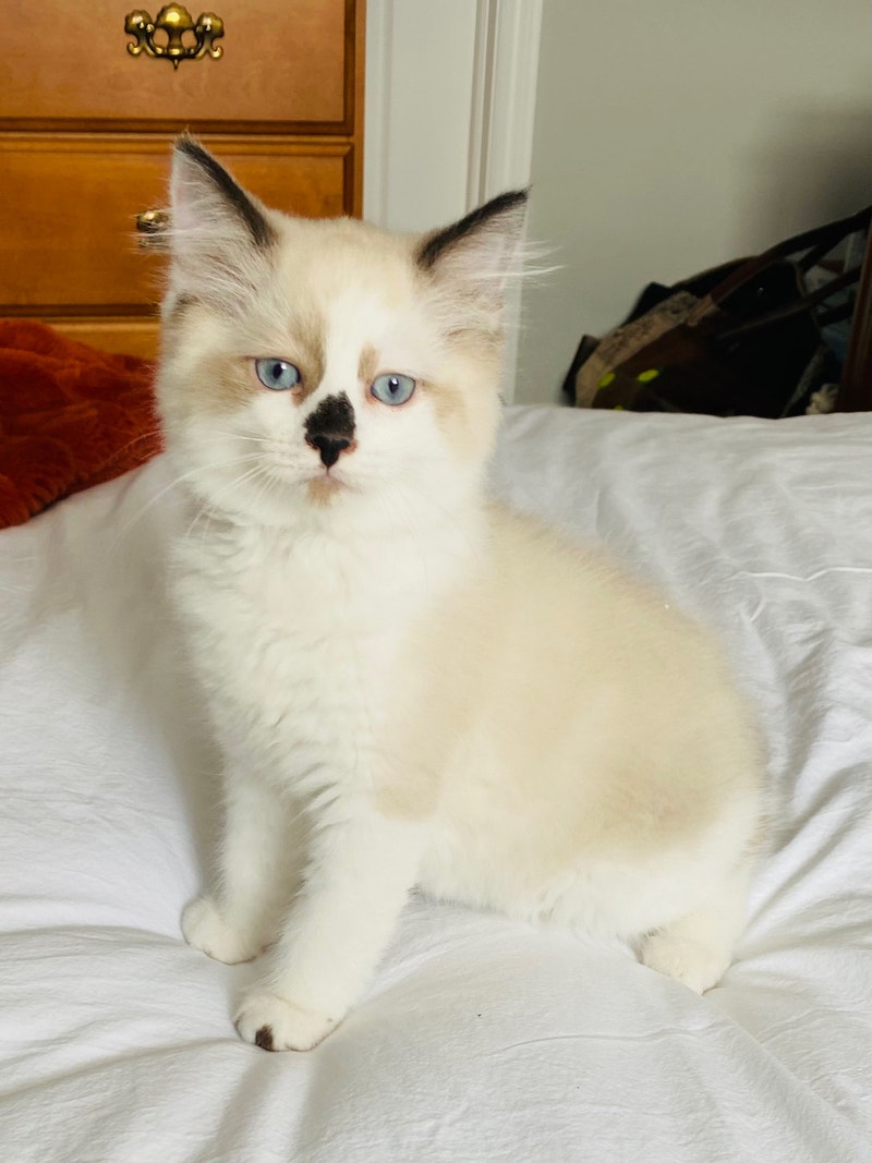 Ragdoll Kittens Cats & Kittens for Rehoming Oshawa / Durham Region