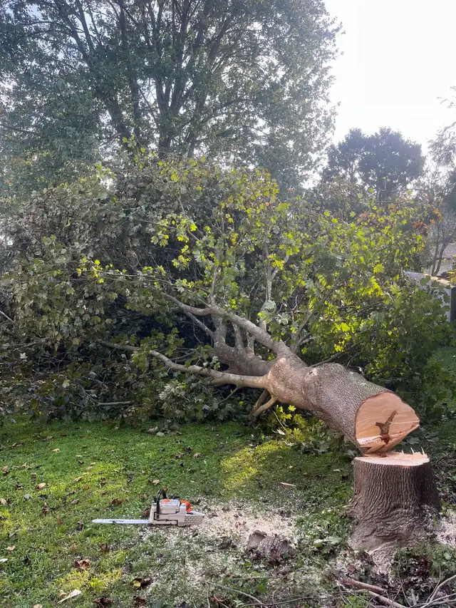 Tree work62864359960321122