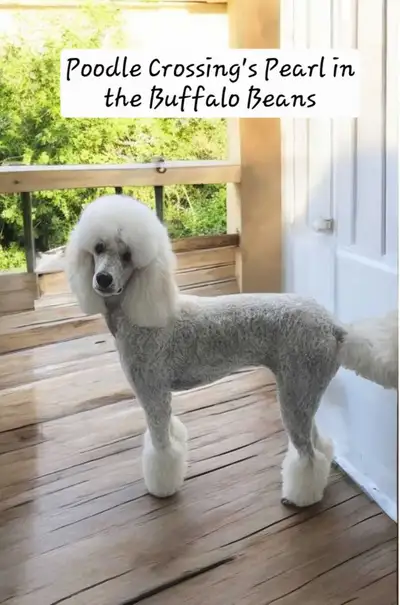 STANDARD POODLE PUPPIES COMING!, View more