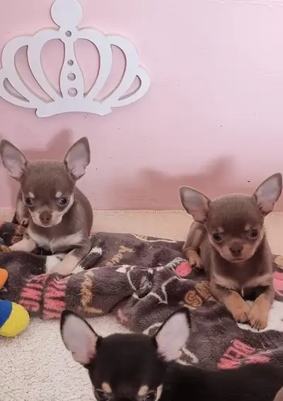 MICRO BLUE CKC REGISTERED (1 LEFT) Chihuahua, View more