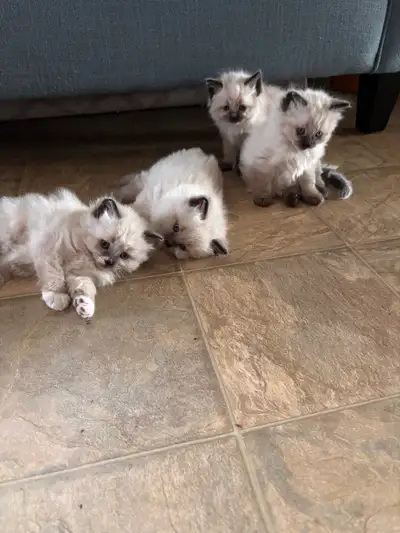 Siamese Kittens Looking for Loving Homes, View more
