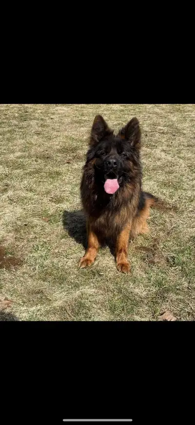 4 F left ! UKC  Long coat German Shepherds, View more