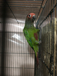 Roseifron Conure