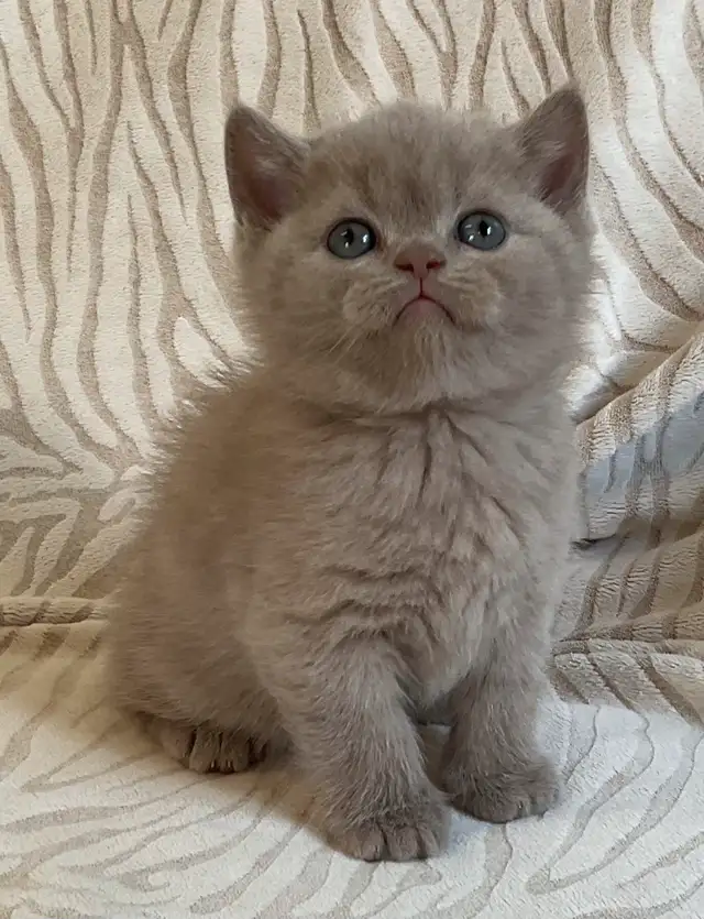 Bouncy Baby British Shorthair Kittens! 10 weeks old*READY NOW!* in Cats & Kittens for Rehoming in Moncton - Image 6