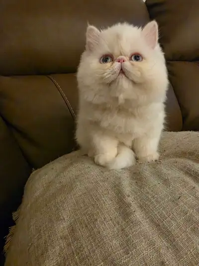 Registered male kitten, View more