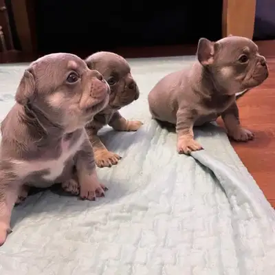 CKC Registered French Bulldog Puppies, View more
