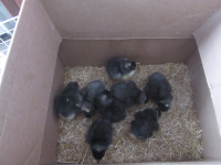 Black Copper Maran chicks