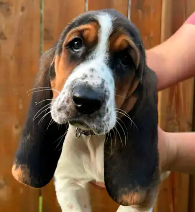 Only 2 Basset Babies Left!, View more