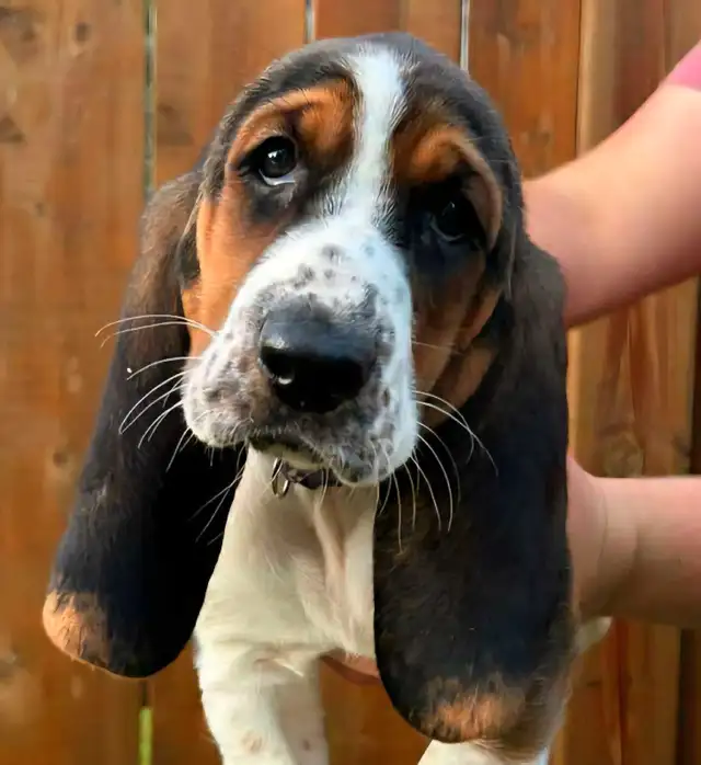 Only 2 Basset Babies Left! in Dogs & Puppies for Rehoming in Stratford - Image 2