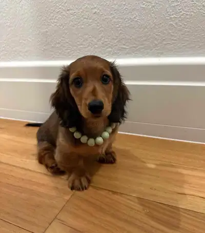 ONE GIRL Long-Hair Shaded Red Miniature Dachshund Puppy for Sale, View more
