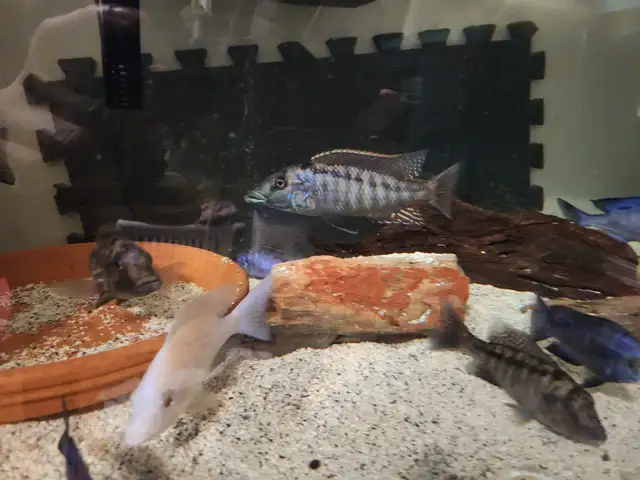Mdoka whitelips/lichnochromis acuticeps in Fish for Rehoming in City of Toronto - Image 4