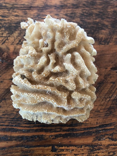 NATURAL CORAL SPECIMEN FOSSILIZED, View more