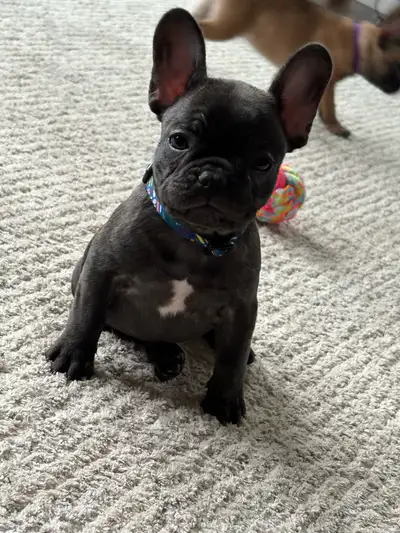 French Bulldog Puppies, View more